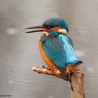 " Mein Sonntags-Eisvogel "  ( Alcedo atthis )