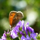 Mein Sonntagsschmetterling     der kleine Heufalter 