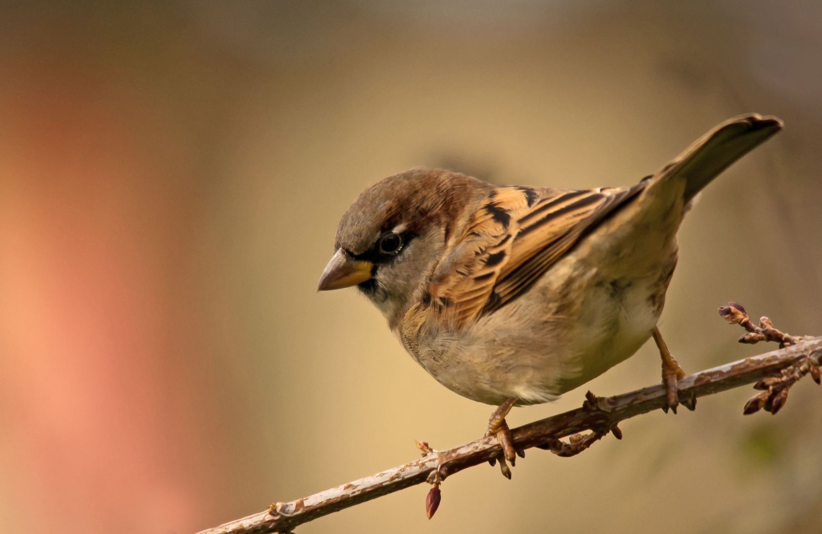 "Mein Spatz" ---