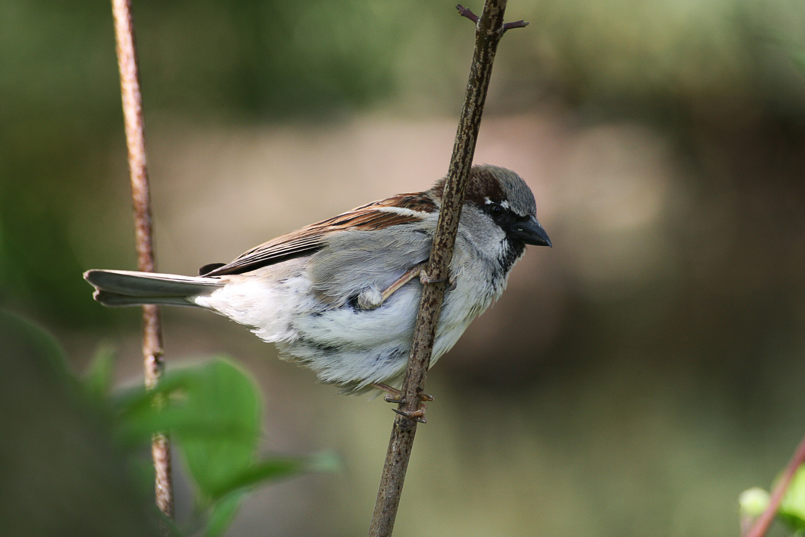 mein Spatz