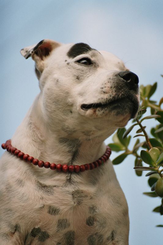 Mein Staff-Bullterrier Mädchen Fleur