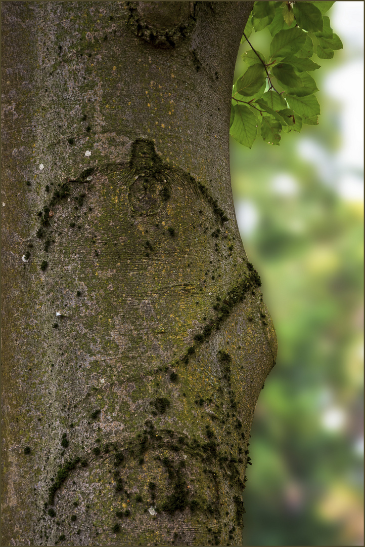 Mein Stamm-Baum :-)