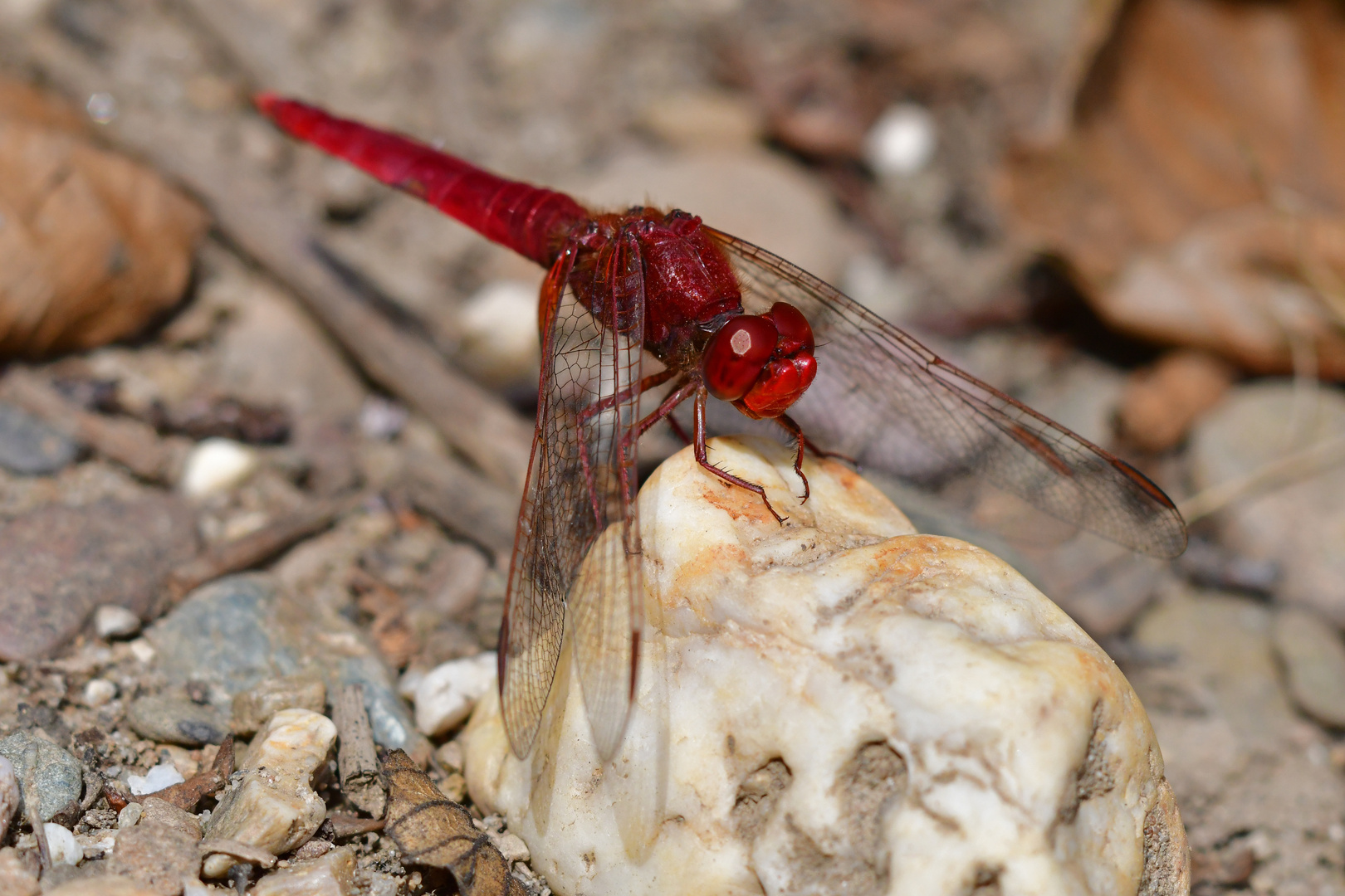 Mein Stein! Feuerlibelle (Crocothemis erythraea)