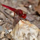 Mein Stein! Feuerlibelle (Crocothemis erythraea)