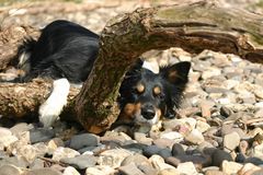 Mein "Stöckchen"