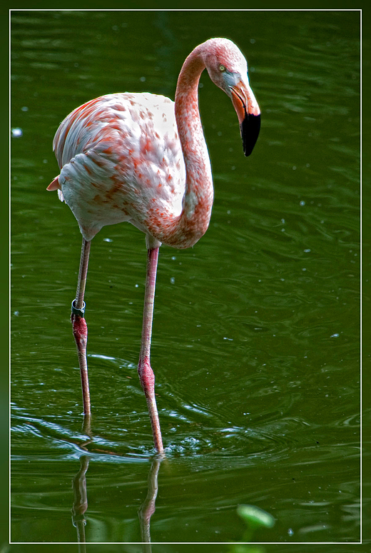 mein stolzer Flamingo