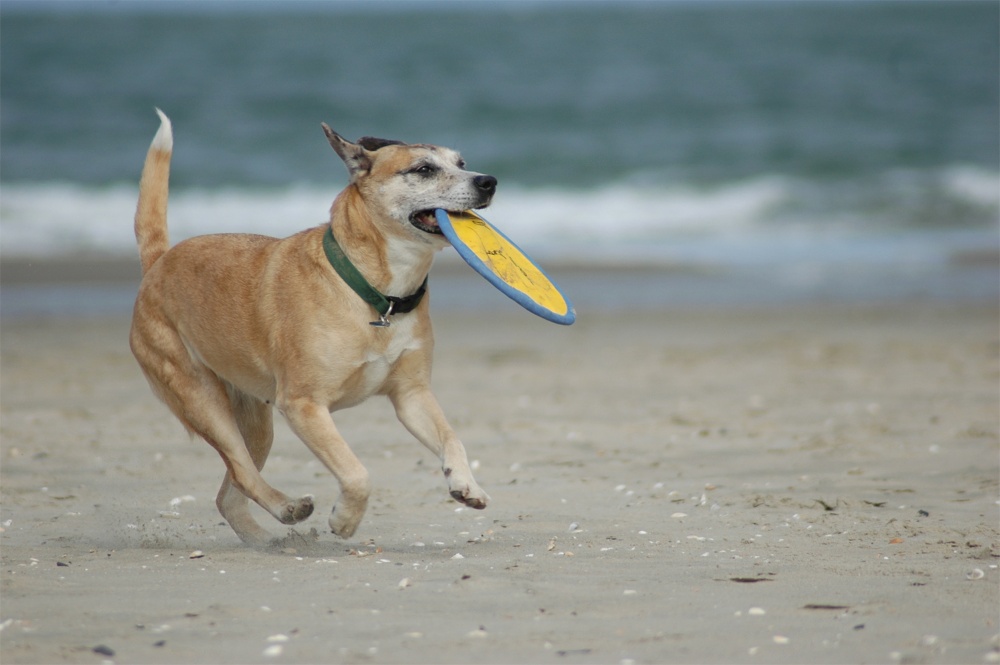 Mein Strand - Mein Frisbee - Meine Welt