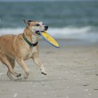 Mein Strand - Mein Frisbee - Meine Welt