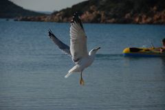 Mein Strandfreund