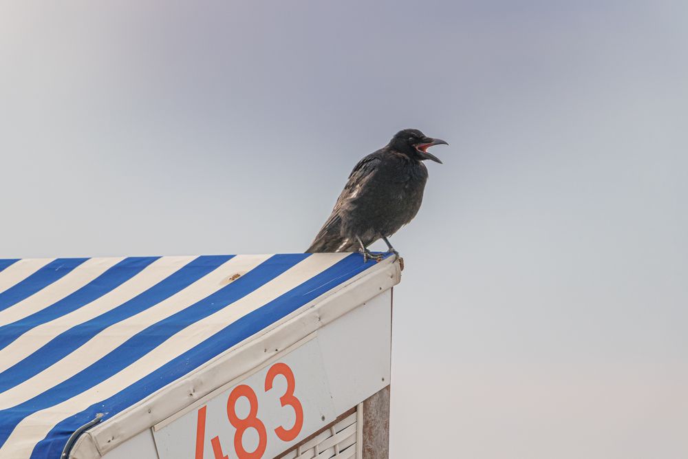 Mein Strandkorb!