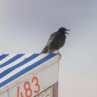 Mein Strandkorb!