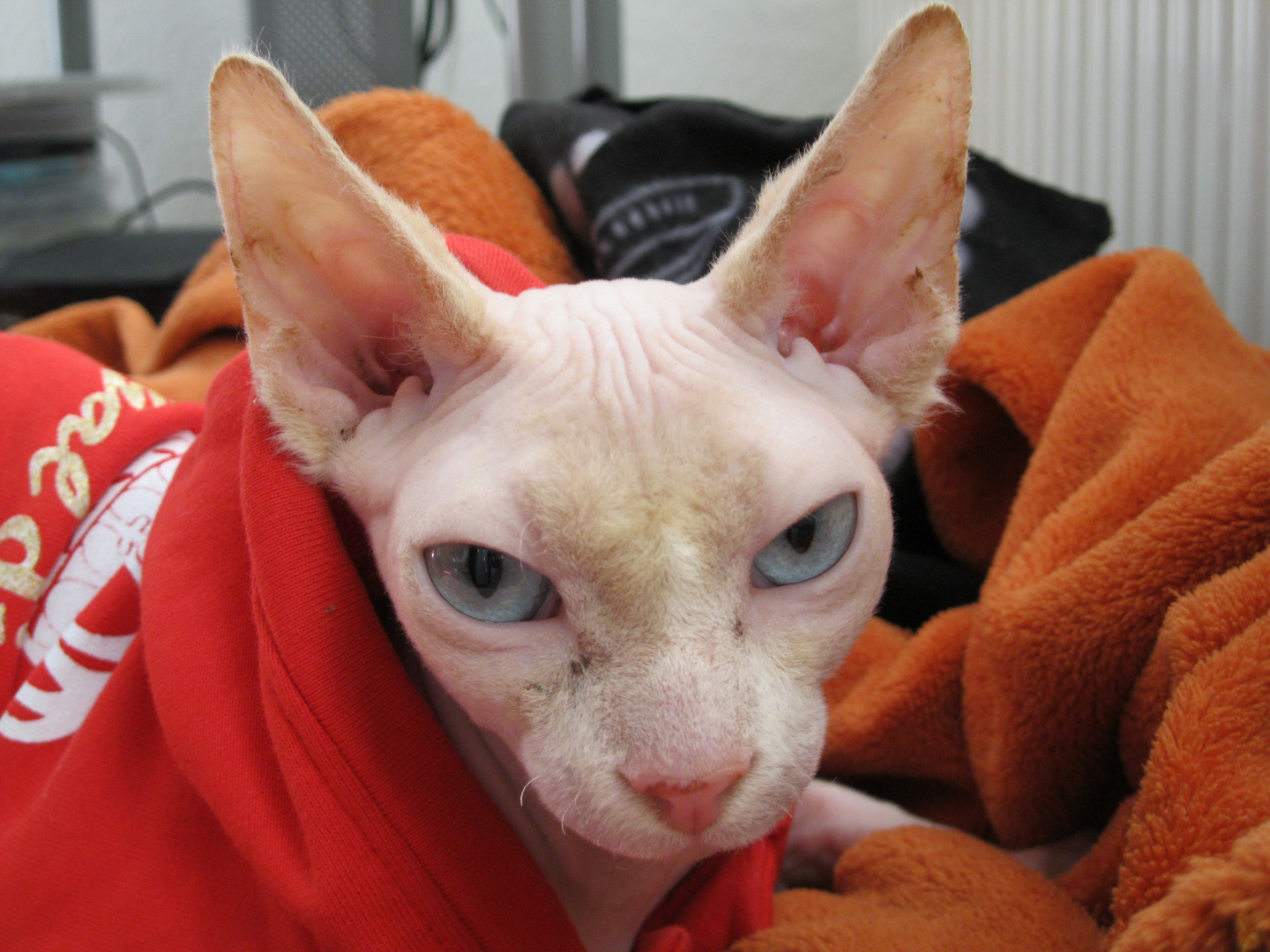 Mein süßer Can. Sphynx