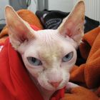 Mein süßer Can. Sphynx