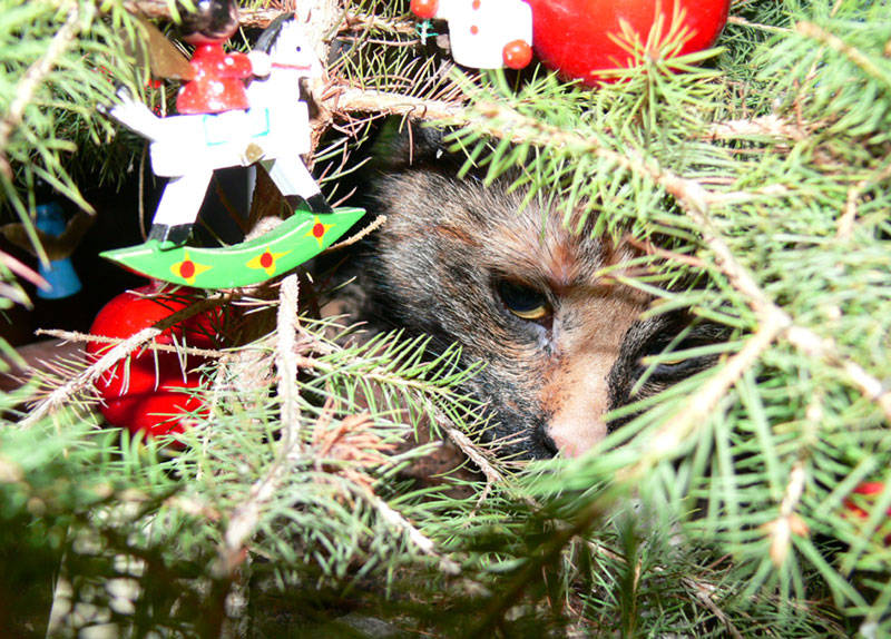 Mein süßer "Christbaumbehang"