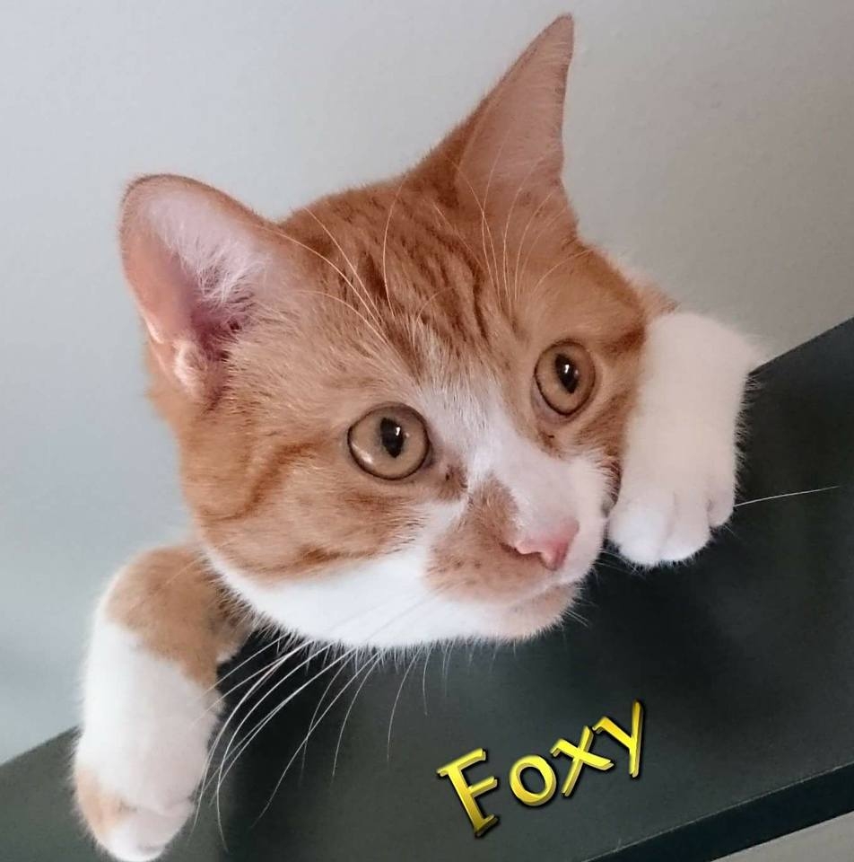 Mein süßer Foxy 