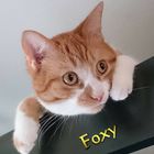 Mein süßer Foxy 