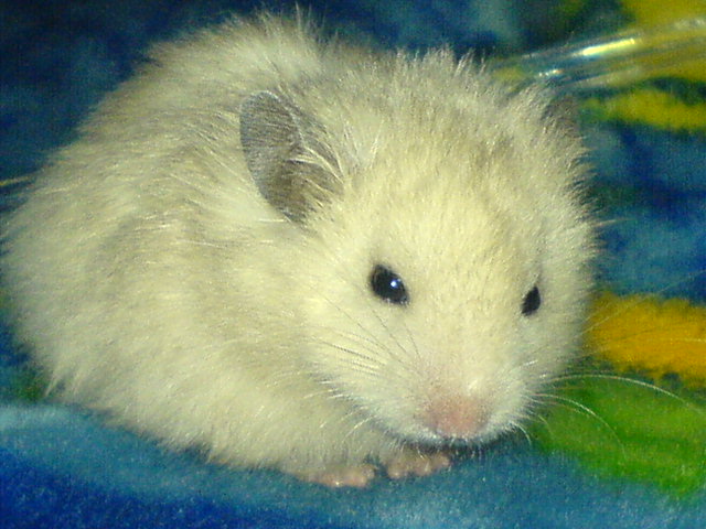 mein süßer:) Hamster