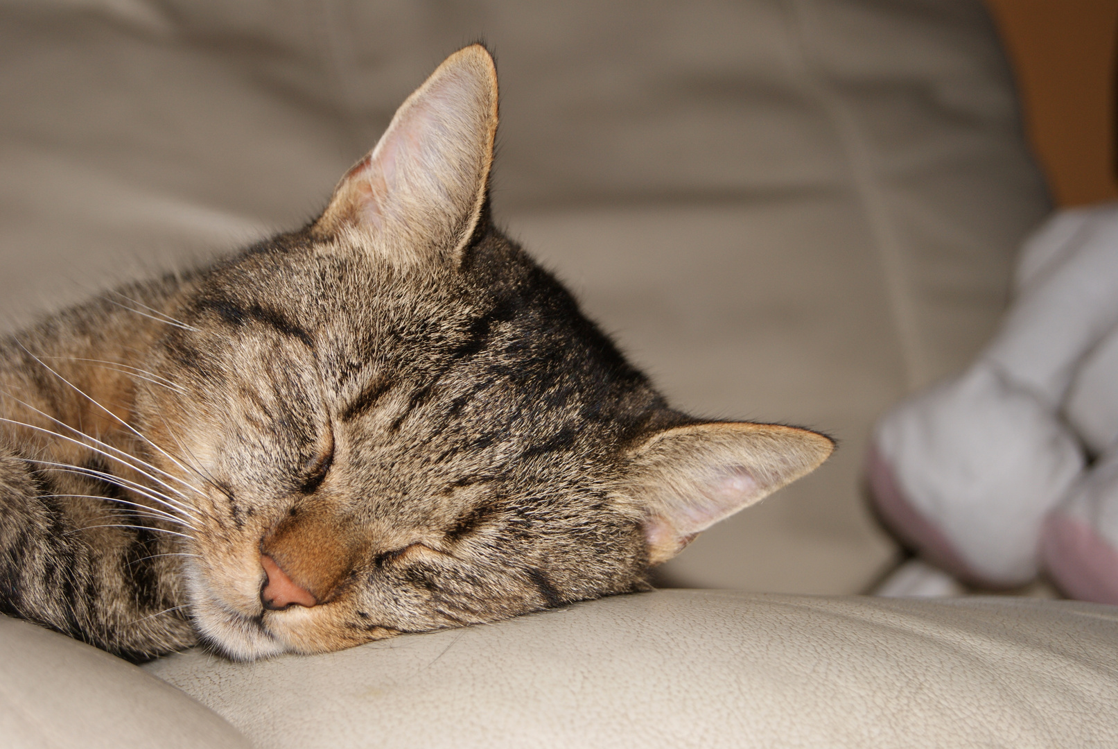 Mein süßer Kater im Träumeland