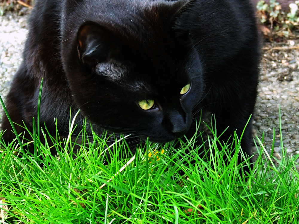 Mein süßer Kater jagt Mäuse im Garten