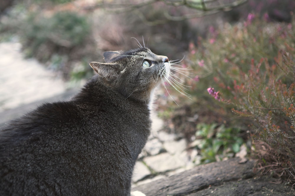 Mein süßer Kater schaut einem Flugzeug nach