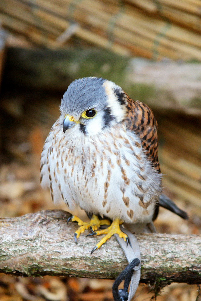 Mein süßer kleiner Buntfalke