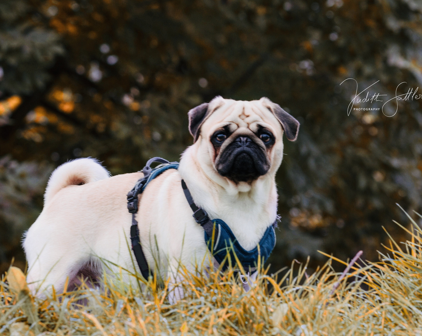 Mein süsser Mops mit Name Mogli 