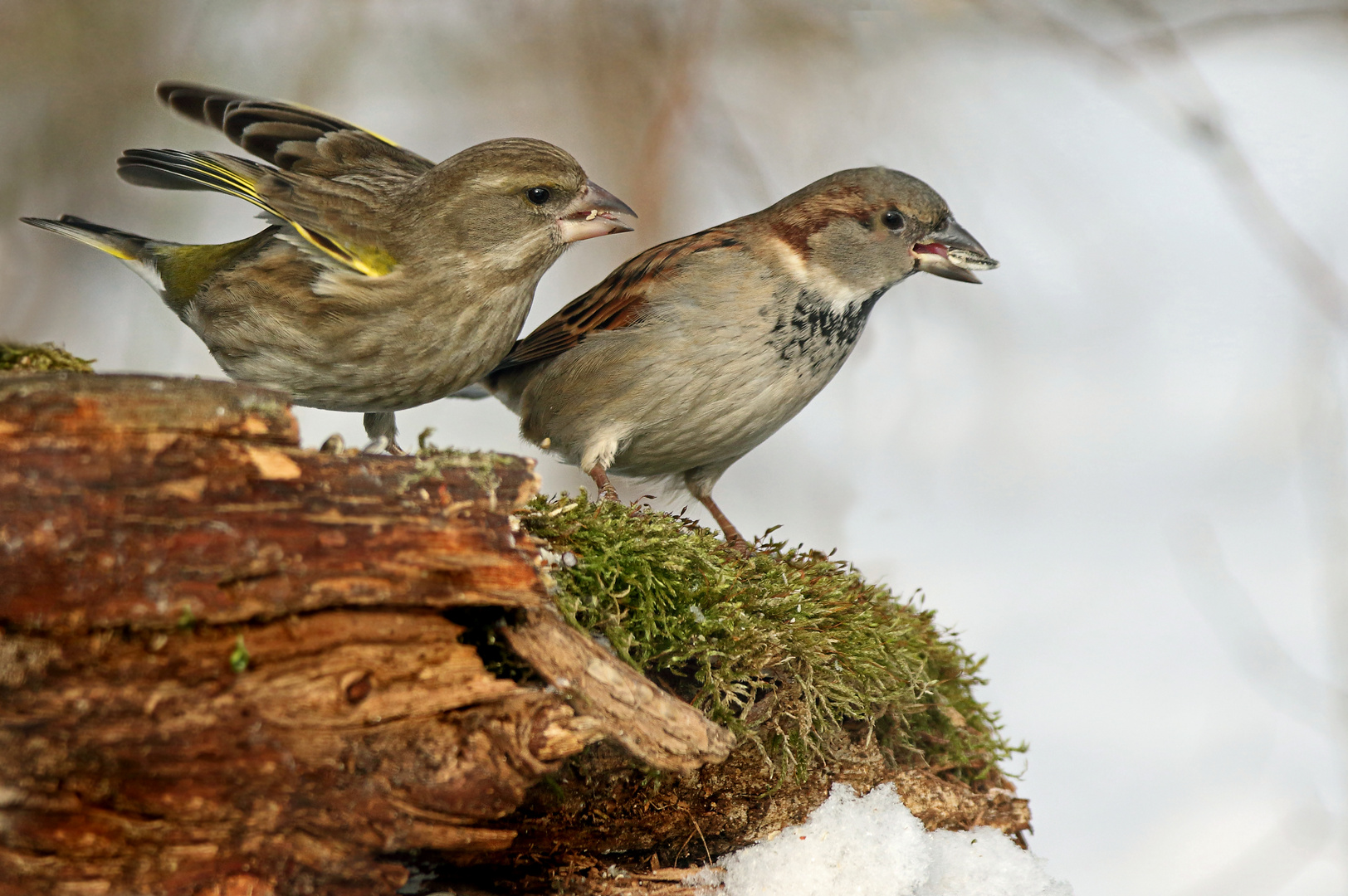 "Mein süßer Spatz, ich lieb dich - heirat mich doch"