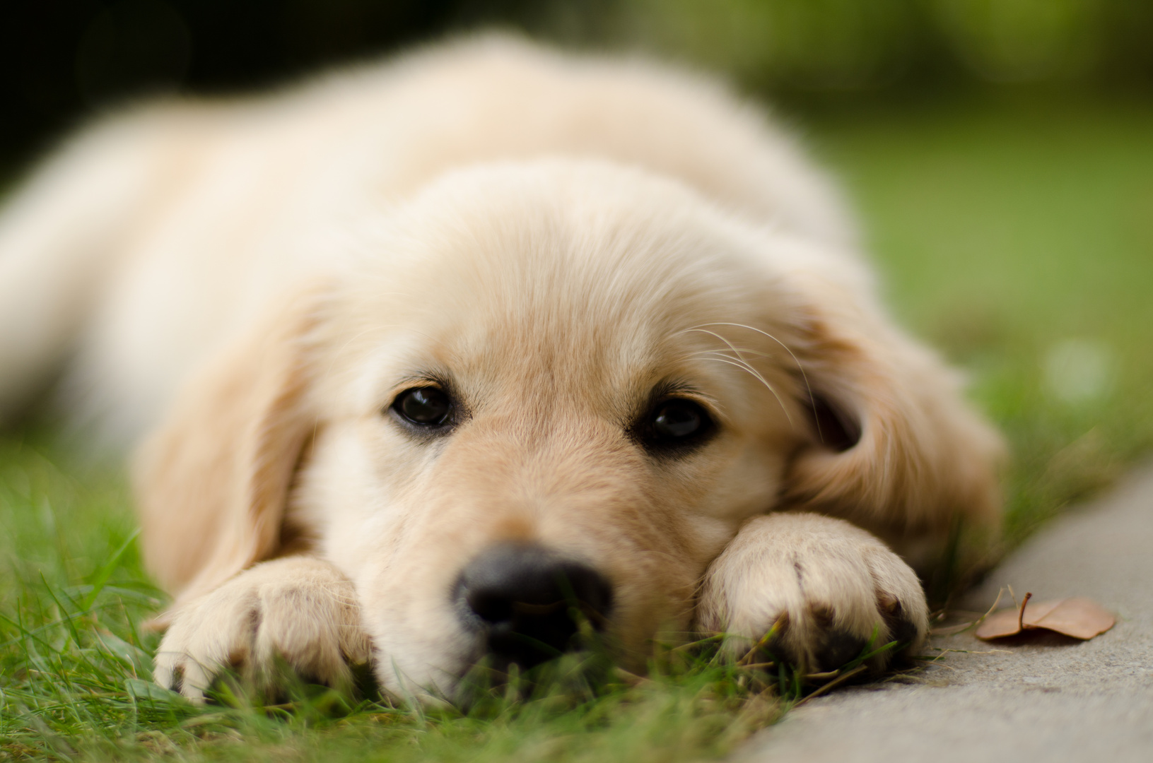 Süße Hunde Bilder Kostenlos Lustige Sprüche