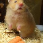 Mein süßes neues Goldhamstermädchen...