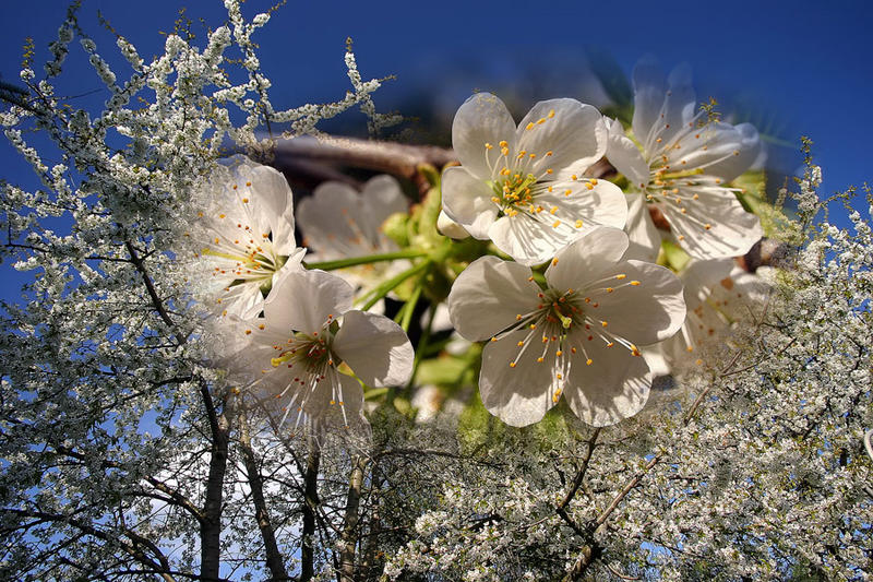 mein Süßkirschbaum