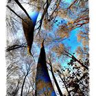 - mein surrealer Herbst-Wald mit blauem Himmel -