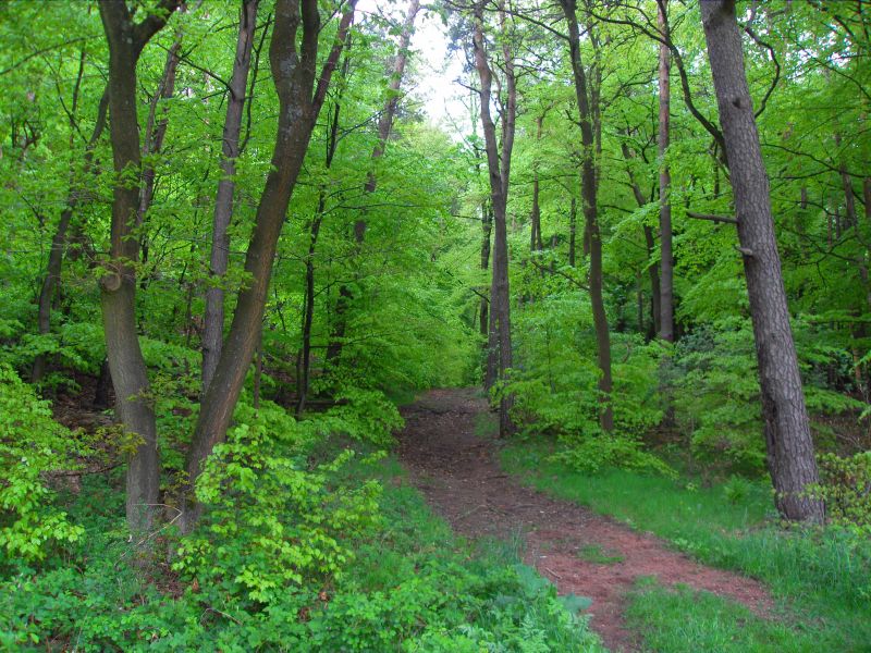 Mein täglicher Spaziergang durch den Mackenbacher Wald - Teil II