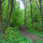 Mein täglicher Spaziergang durch den Mackenbacher Wald - Teil II