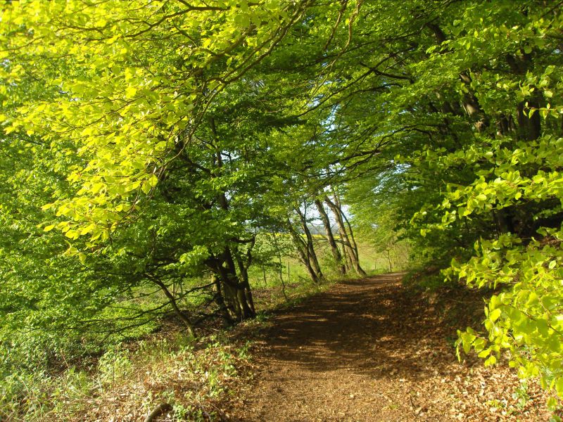 Mein täglicher Spaziergang durch den Mackenbacher Wald - Teil III