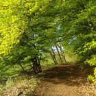 Mein täglicher Spaziergang durch den Mackenbacher Wald - Teil III