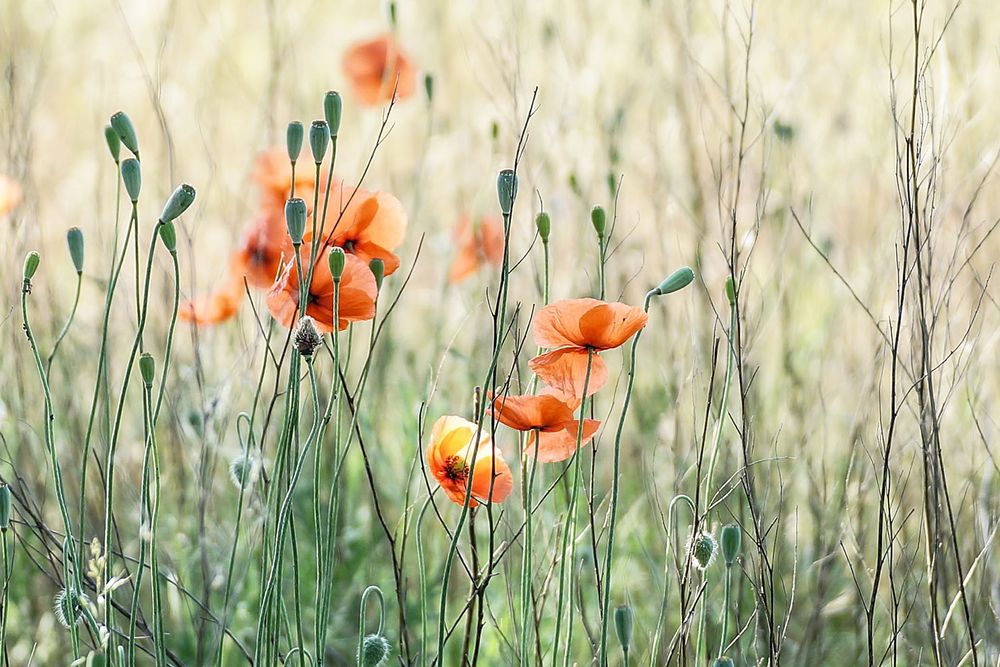 Mein tägliches Mohnblumenfoto