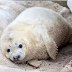 (M)ein Tag auf Helgoland