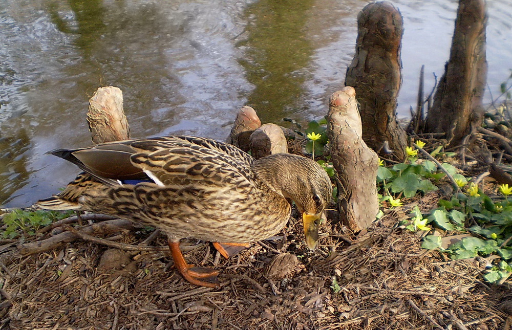 Mein Tag bei den Enten