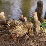 Mein Tag bei den Enten