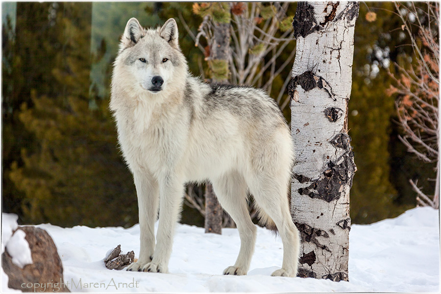 (M)ein Tag im Yellowstone