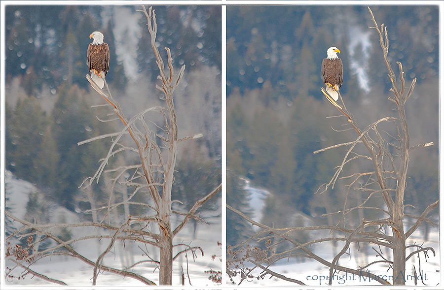 (M)ein Tag im Yellowstone