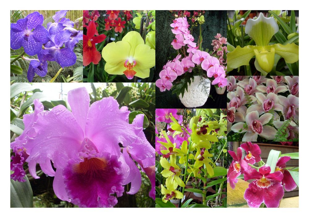 Mein Tagesausflug zu einer Orchideenfarm in Luttelgees / Niederlande