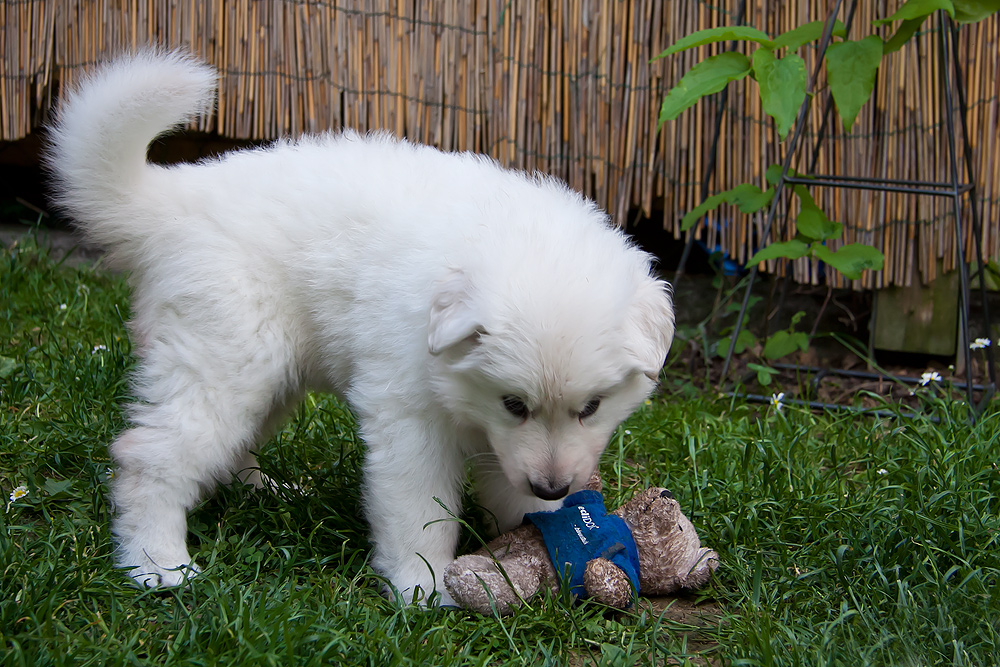 Mein Teddy...