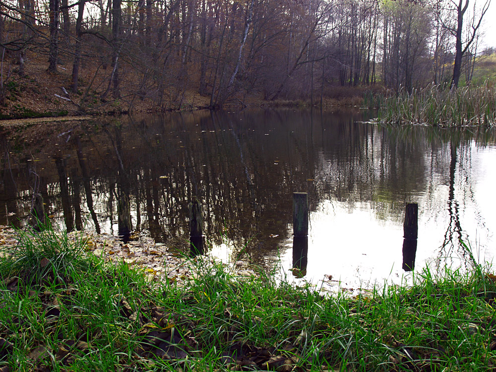 "Mein" Teich im Herbst