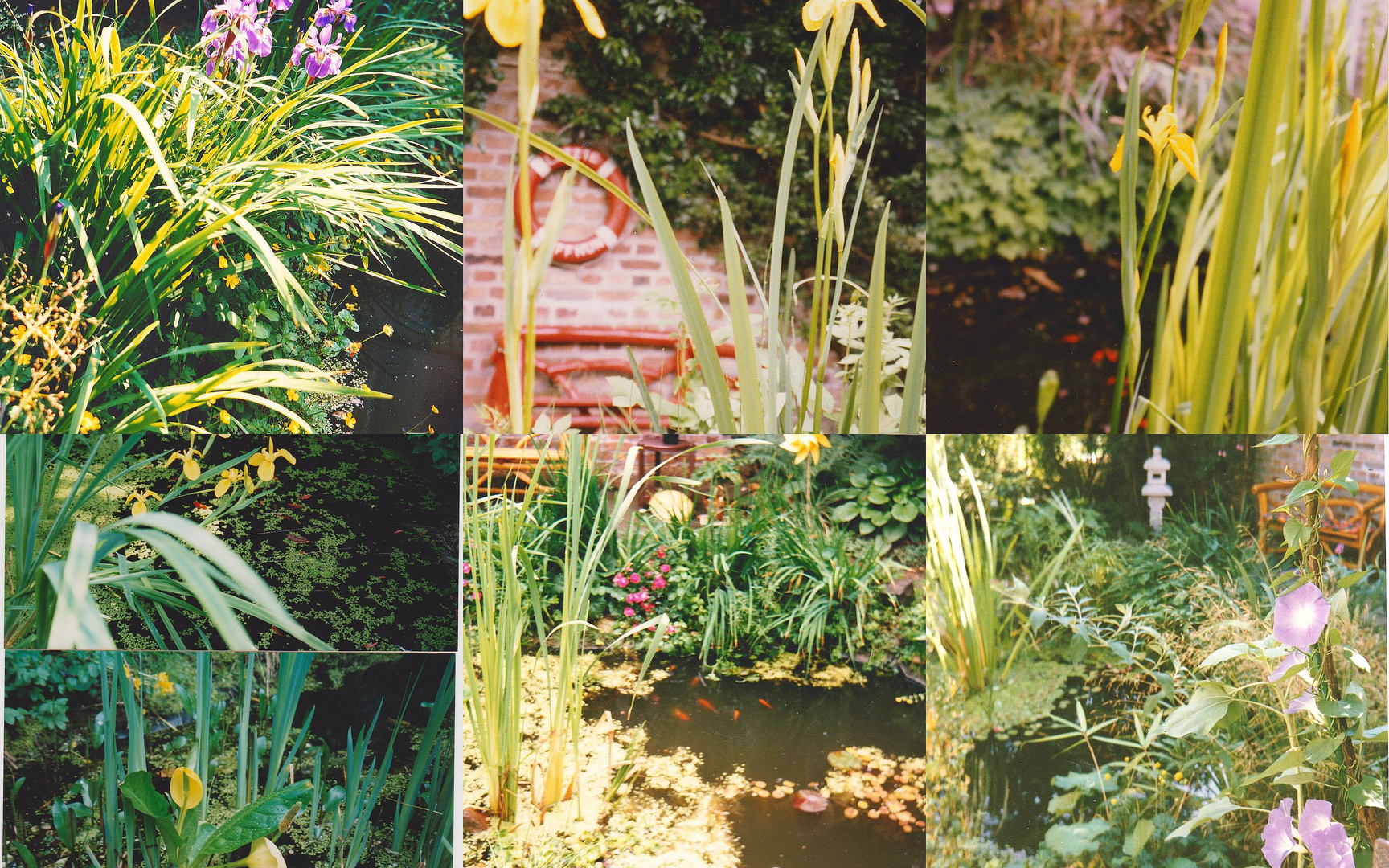 Mein Teich, selbst konzipiert und angelegt. Foto & Bild bank