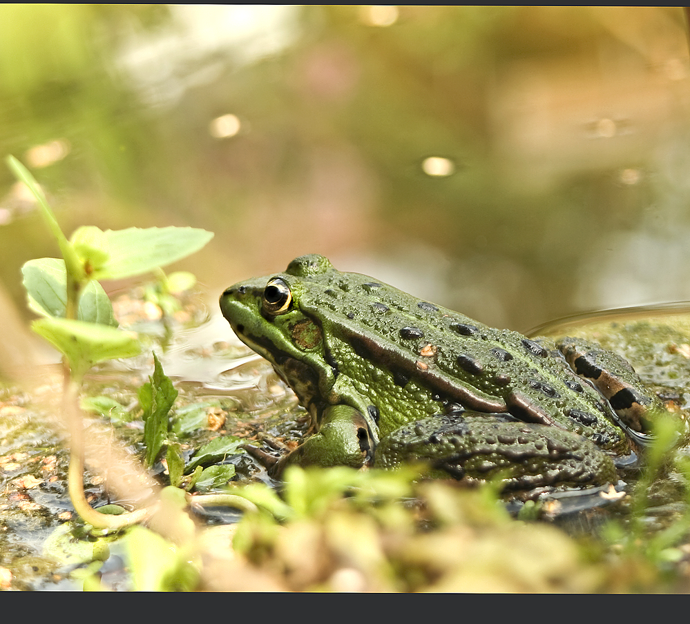 Mein Teichfrosch