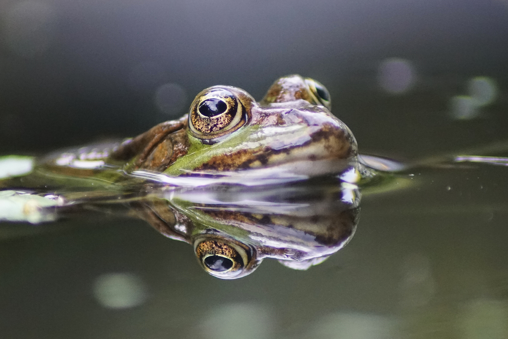 Mein Teichfrosch