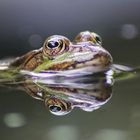 Mein Teichfrosch