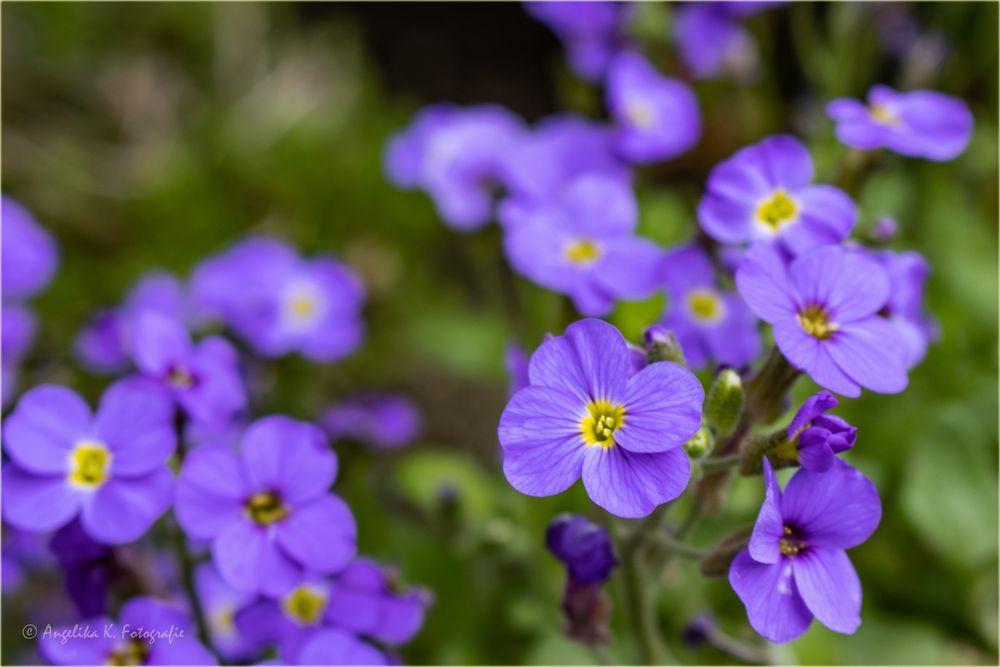 mein Teppich Phlox