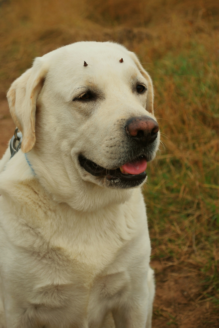 mein teuflisch guter Rocky